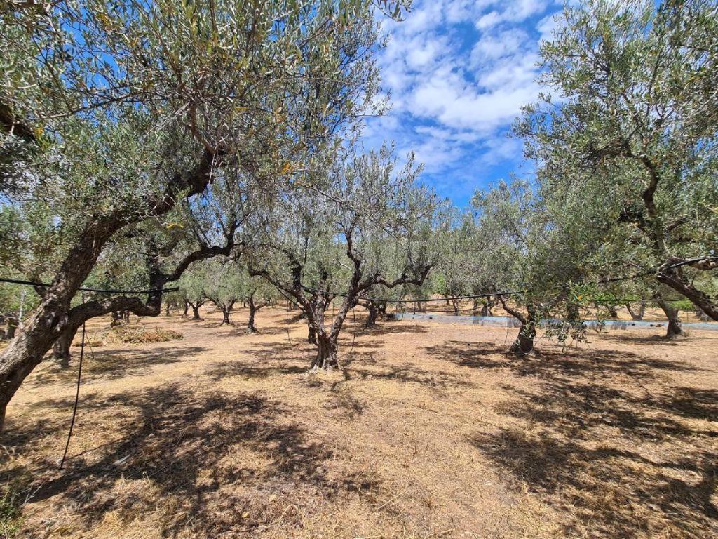 Το Κτήμα Της Ελιάς Του Τάκη Guest House Paralia Demonias ภายนอก รูปภาพ